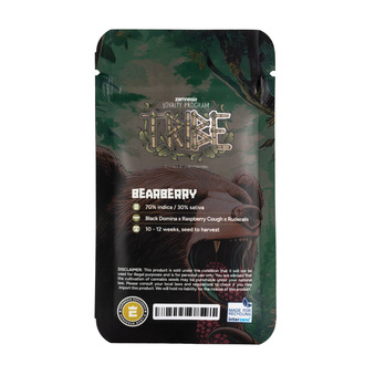 Bearberry Automatic (Zamnesia Seeds) Feminized