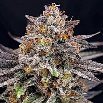 CandyGaz (Ripper Seeds) Feminized