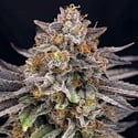 CandyGaz (Ripper Seeds) Feminized