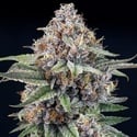 EyeBallz (Ripper Seeds) Feminized