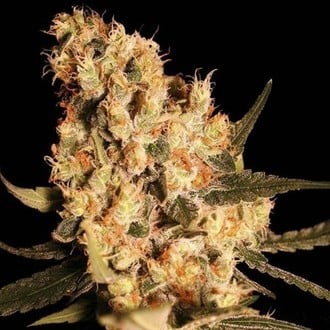 Jamaican Dream (Eva Seeds) feminized