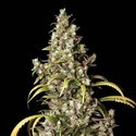 Monster (Eva Seeds) feminized