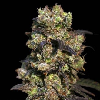 Pink Plant (Eva Seeds) feminized