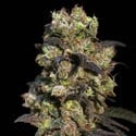 Pink Plant (Eva Seeds) feminized