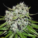 Neville’s Rose Auto (Delicious Seeds) Feminized