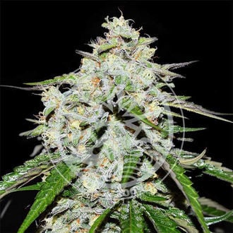 Space Cookies Auto (Delicious Seeds) Feminized