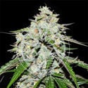 Space Cookies Auto (Delicious Seeds) Feminized