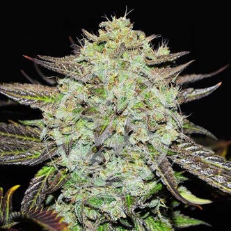 Purple Mango Kush (Delicious Seeds) Feminized