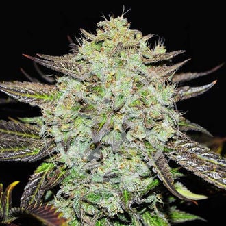Purple Mango Kush (Delicious Seeds) Feminized