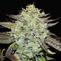 Purple Mango Kush (Delicious Seeds) Feminized