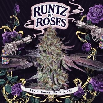 Runtz N' Roses (T.H.Seeds) Feminized