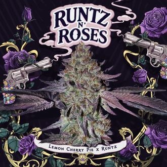 Runtz N' Roses (T.H.Seeds) Feminized