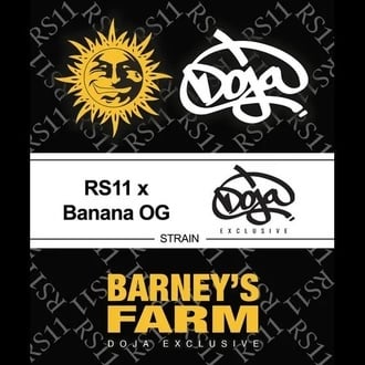 RS11 x Banana OG (Barney's Farm) Feminized