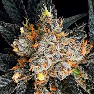 Aura (Anesia Seeds) Feminized