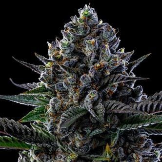 First Lady (Anesia Seeds) Feminized