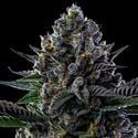First Lady (Anesia Seeds) Feminized
