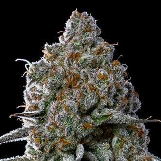 Fryday Boof (Anesia Seeds) Feminized