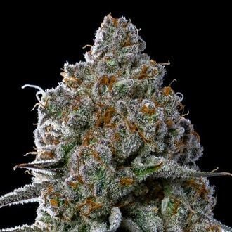 Fryday Boof (Anesia Seeds) Feminized