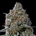 Fryday Boof (Anesia Seeds) Feminized