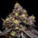 Glowberry Rush (Anesia Seeds) Feminized