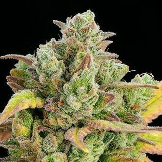Honey Fried Bananas (Anesia Seeds) Feminized