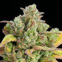 Honey Fried Bananas (Anesia Seeds) Feminized
