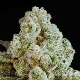 Privileged Baddie (Anesia Seeds) Feminized