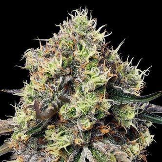 Roswell Code (Anesia Seeds) Feminized