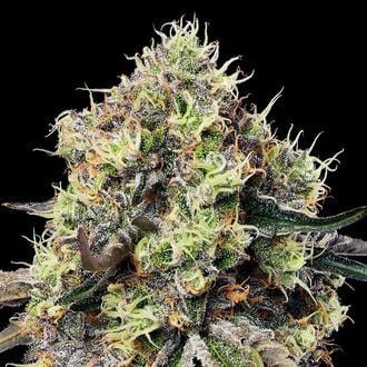 Roswell Code (Anesia Seeds) Feminized