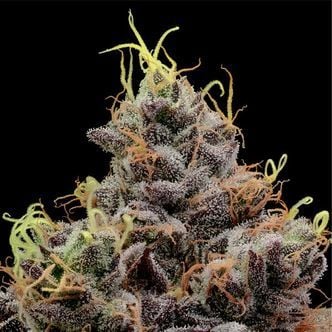 Think Tank (Anesia Seeds) Feminized