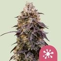 Sticky Queen (Royal Queen Seeds) Feminized