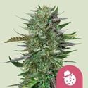 Do-Si-Dos (Royal Queen Seeds) Feminized