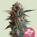 Mexican Rush (Royal Queen Seeds) Feminized