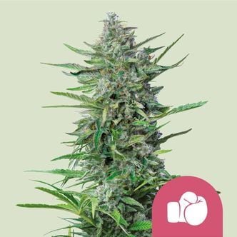 Purple Punch (Royal Queen Seeds) Feminized