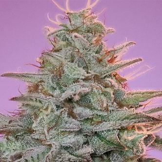 Sinai (Anesia Seeds) Feminized