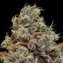 Chaos Cake Auto (Anesia Seeds) Feminized