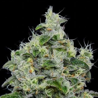Dankberry Auto (Anesia Seeds) Feminized