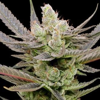 Glowberry Rush Auto (Anesia Seeds) Feminized