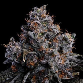 Grape Pop Rocks Auto (Anesia Seeds) Feminized