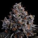 Grape Pop Rocks Auto (Anesia Seeds) Feminized