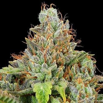 Sticky Boof Auto (Anesia Seeds) Feminized