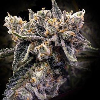 Bruised Banana (DNA Genetics) Feminized