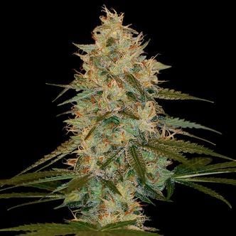 Chocolope Kush (DNA Genetics) Feminized