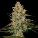 Chocolope Kush (DNA Genetics) Feminized