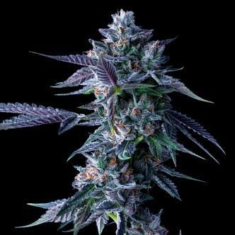 Chocolope (DNA Genetics) Feminized