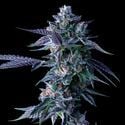 Chocolope (DNA Genetics) Feminized