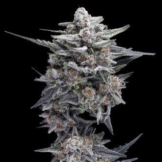 HG23 AKA Michael Jordan (DNA Genetics) Feminized
