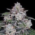 Return of the MAC Auto (DNA Genetics) Feminized