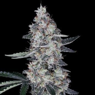Watermelon Man Auto (DNA Genetics) Feminized
