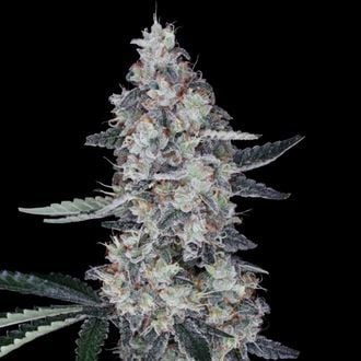 Watermelon Man Auto (DNA Genetics) Feminized
